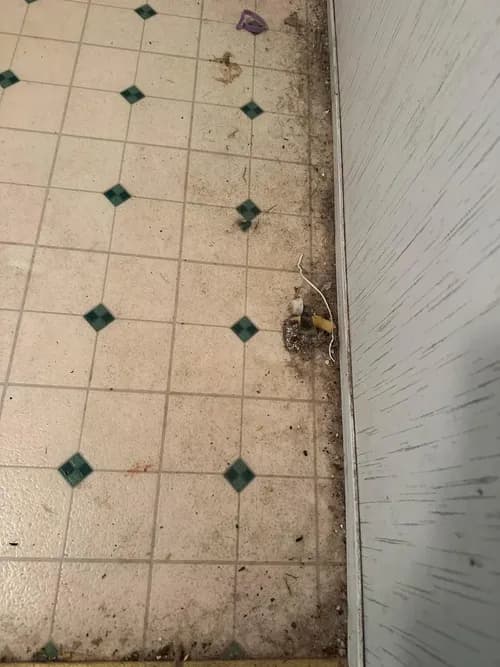 Bella Pulizia LLC - Photo 3