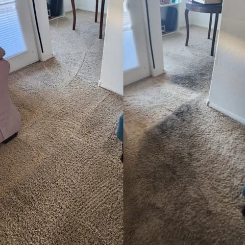 Bulldog Carpet Cleaning