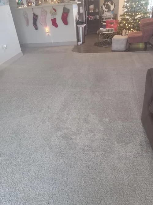 Bulldog Carpet Cleaning - Photo 4