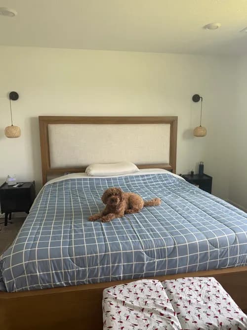 Cardinal Maids - Photo 2