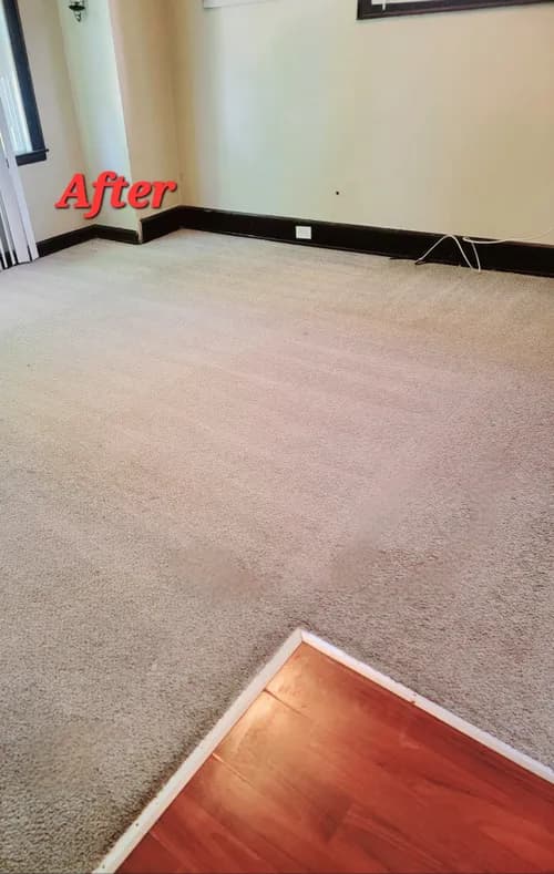 Deep Clean City Best Carpet Cleaning Company