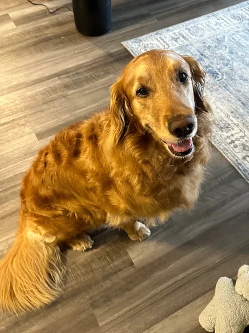 Divine Hands Cleaning & Pet sitting LLC - Photo 3