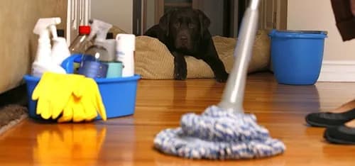 Dustbusters Maid Service