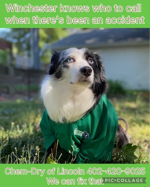 Gemini Carpet Cleaning - Photo 3