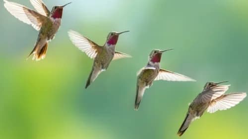Hummingbird Cleaning Services