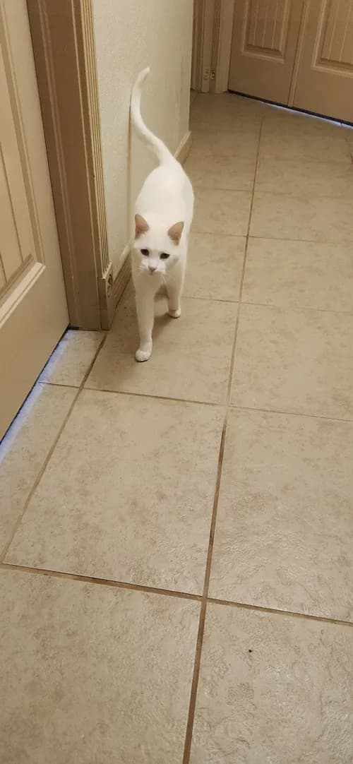 Intrepid Carpet Cleaners - Photo 3