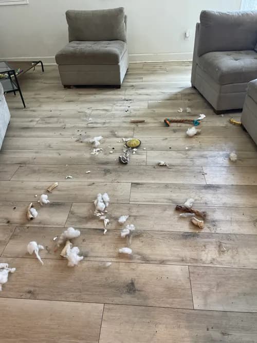 Los Angeles Clean & Fresh Move Out House Cleaning - Photo 3