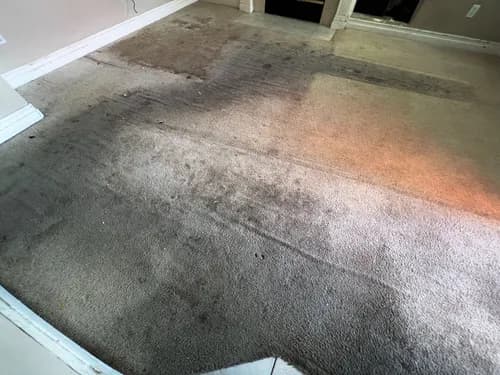 Martin Carpet and House Cleaning Services - Photo 3