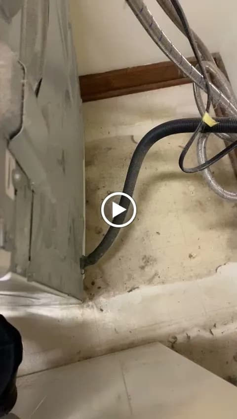 NC Orchid Cleaning - Photo 3