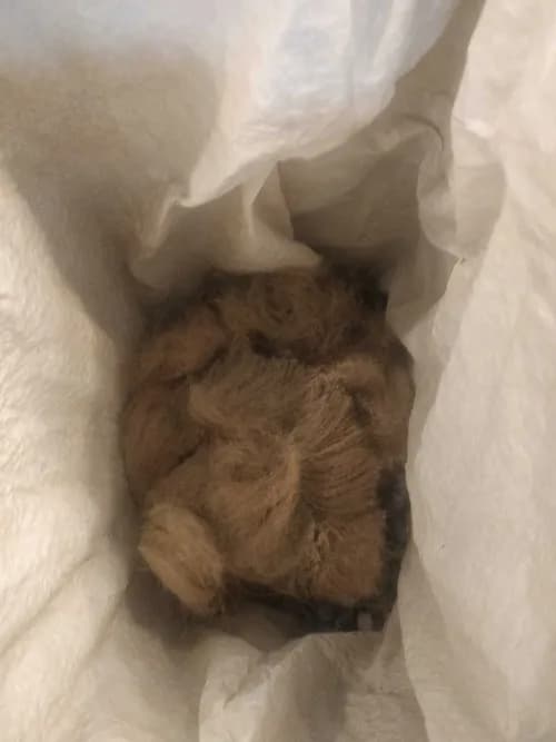 The Clean-Up Crew - Photo 2