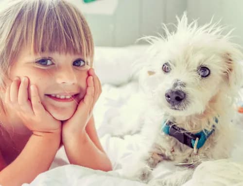 The Purple Fig Eco Cleaning Co.