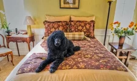 White Lotus Exquisite Home Cleaning - Photo 2